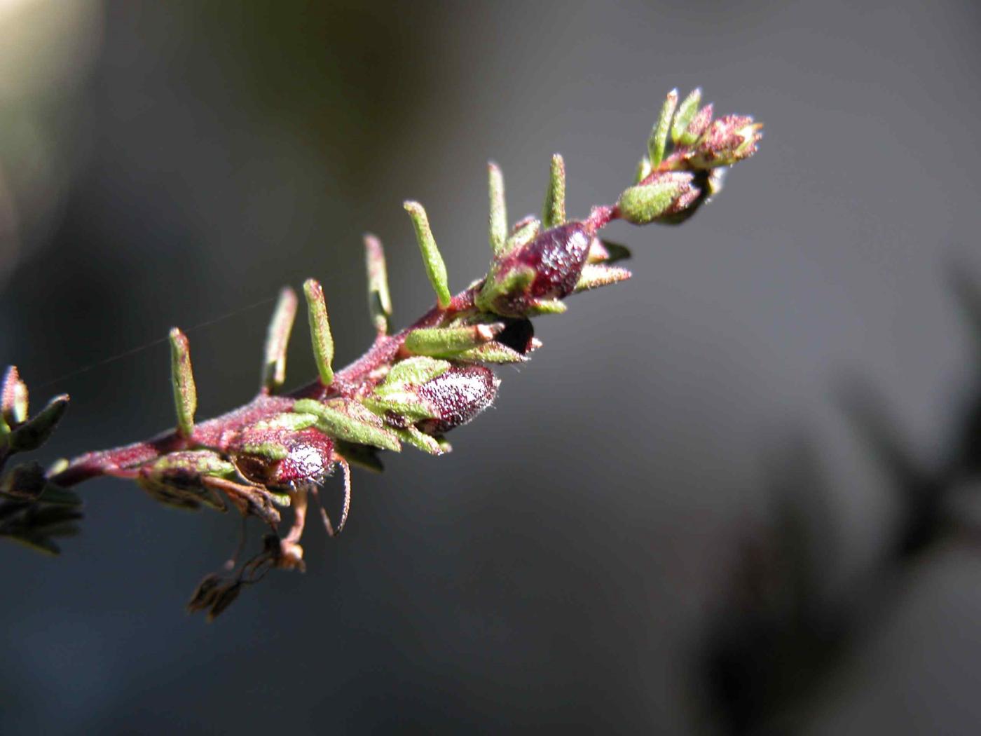 Bartsia, Red fruit